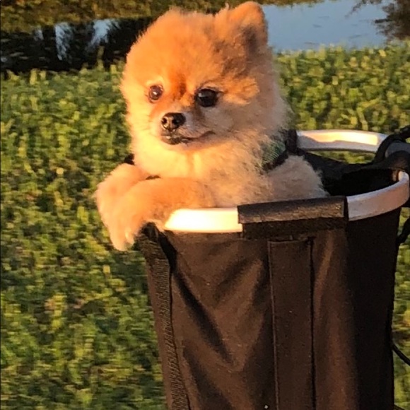 Meet your Posher, Brittany - Picture 2 of 7